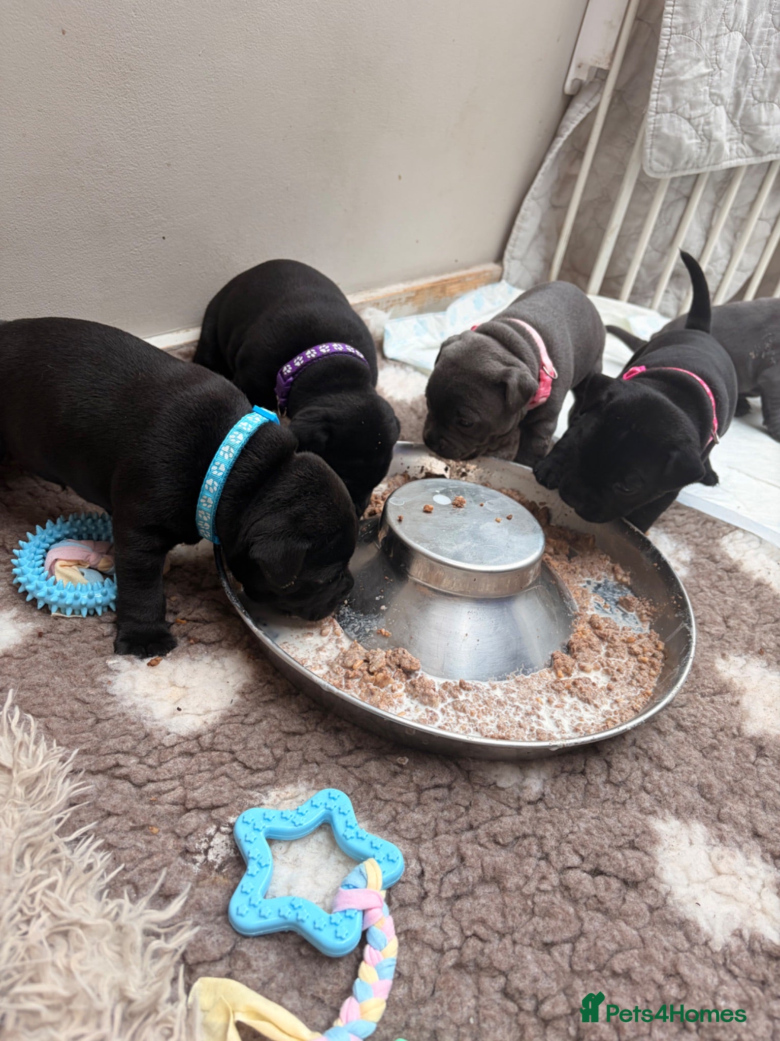 Staffordshire Bull Terrier dogs Champion Staffordshire bullterrier puppies - Advert 2