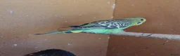 Budgerigars birds for sale: Baby Budgies For Sale. Born In April - Advert 7