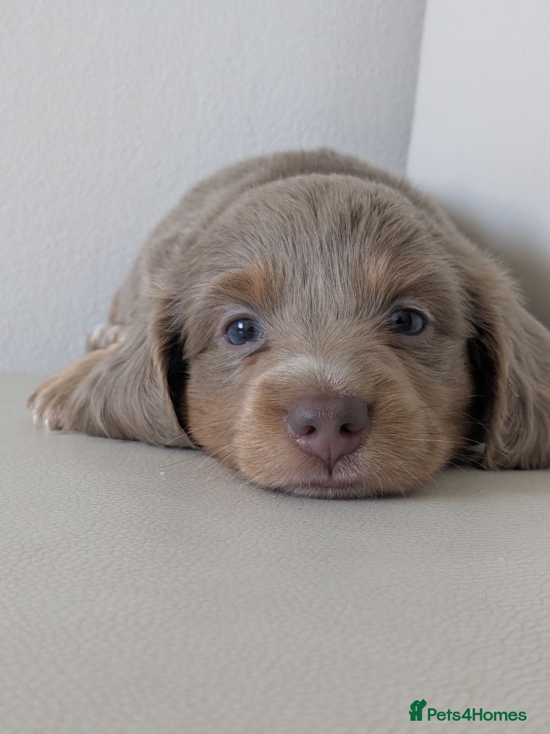 Miniature Dachshund dogs Fluffy miniature dachshund  - Advert 2