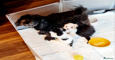 Cavapoo dogs - Advert 6