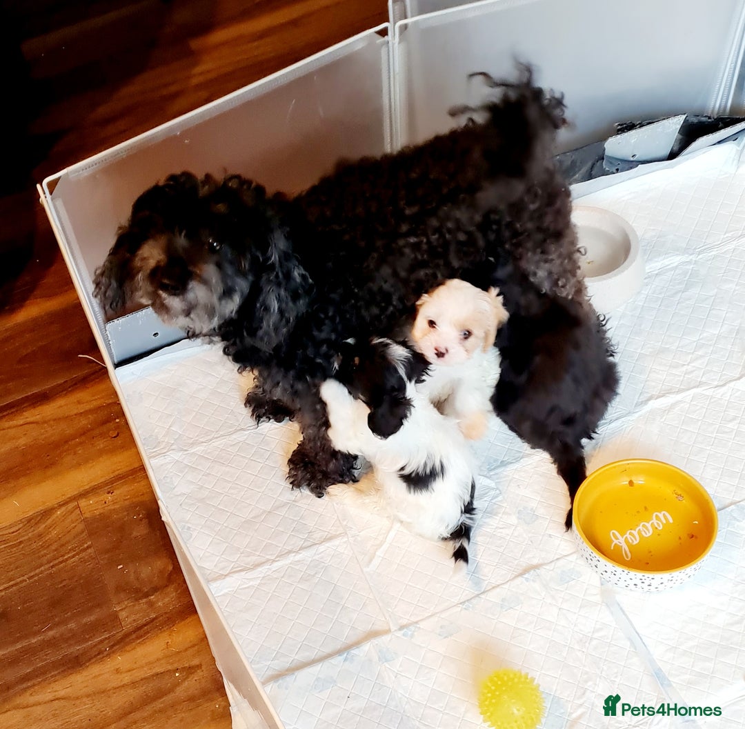Cavapoo dogs for sale: 3 stunning cavapoo female puppies - Image 6