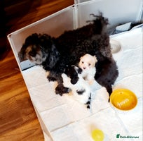 Cavapoo dogs - Advert 12