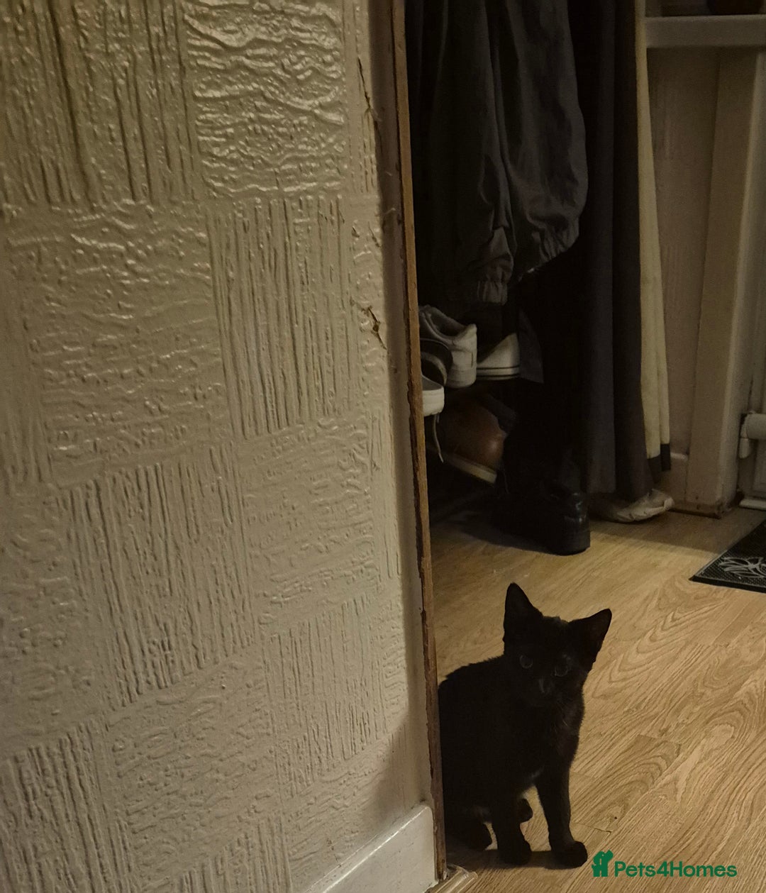 Mixed Breed cats for sale: Kittens ready for new home - Advert 5