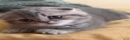 Scottish Fold cats for sale: Last chunky girl left🩷  - Advert 2