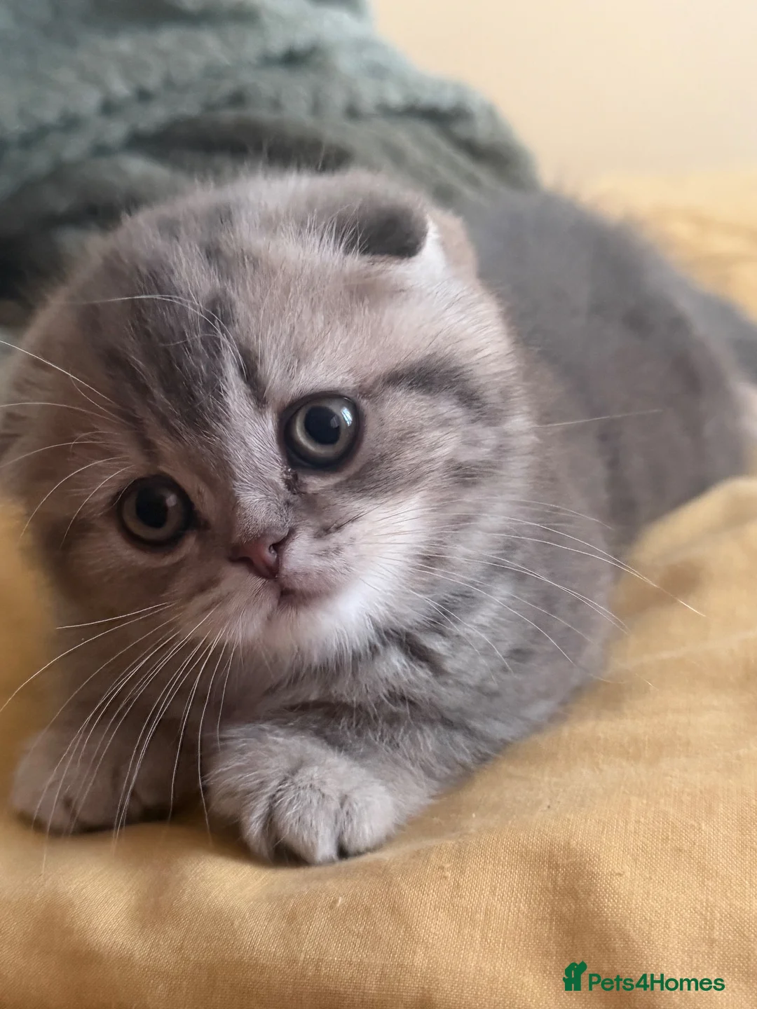 Scottish Fold cats for sale: Last chunky girl left🩷  - Advert 2