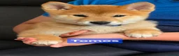 Japanese Shiba Inu dogs for sale: Foxy little shibas - Advert 36