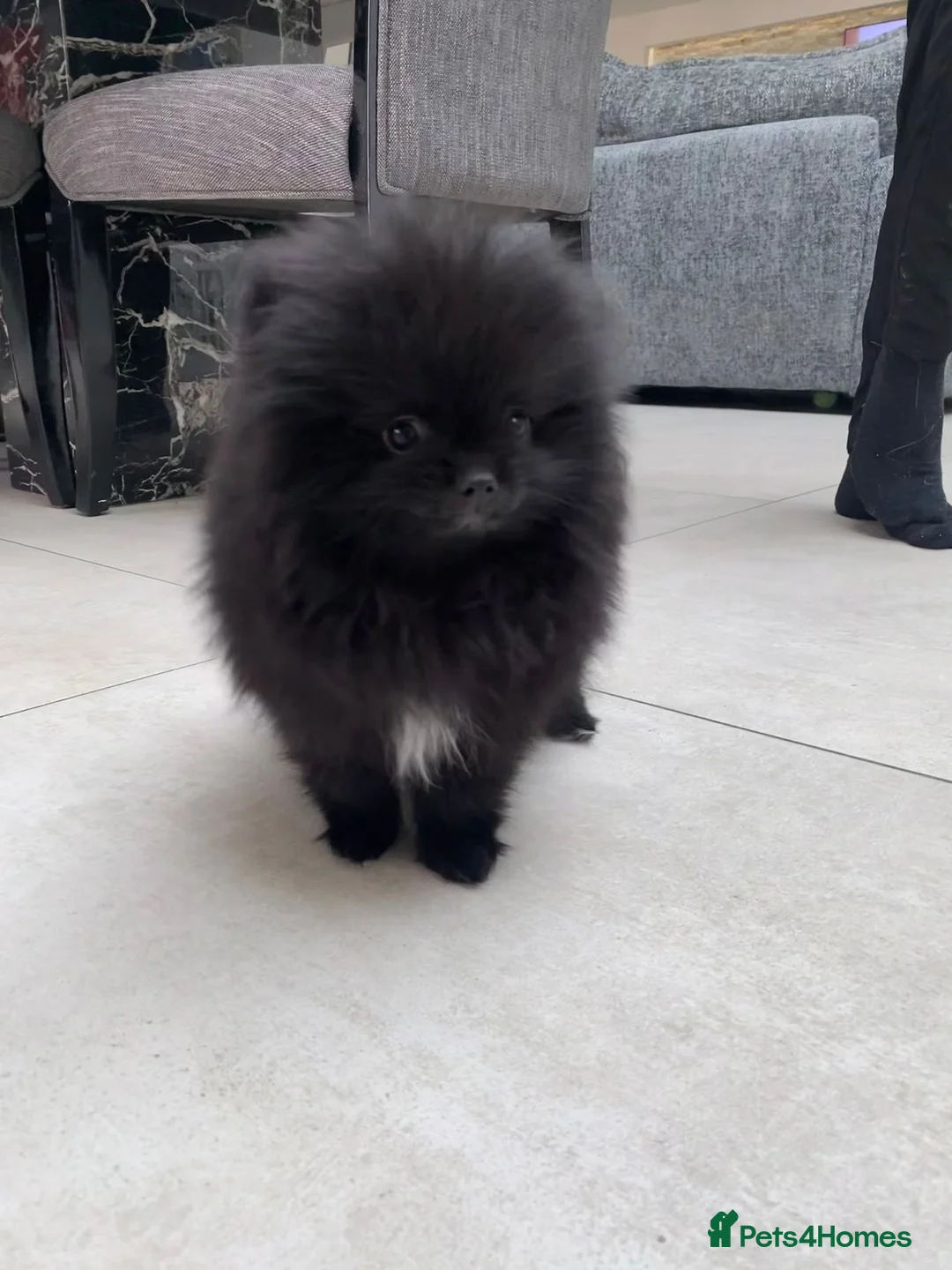 Pomeranian dogs for sale: Stunning Pomeranian Pups  in Wickford - Advert 34