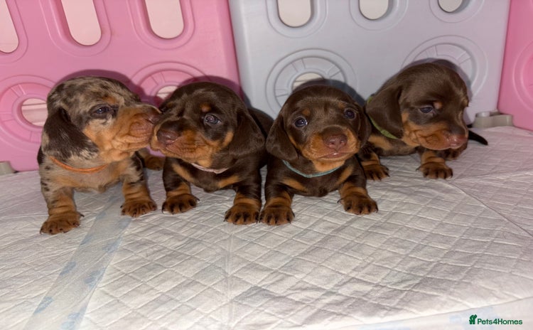 Miniature Dachshund dogs - Advert 5