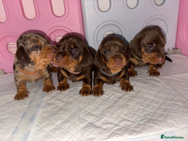 Miniature Dachshund dogs - Advert 6