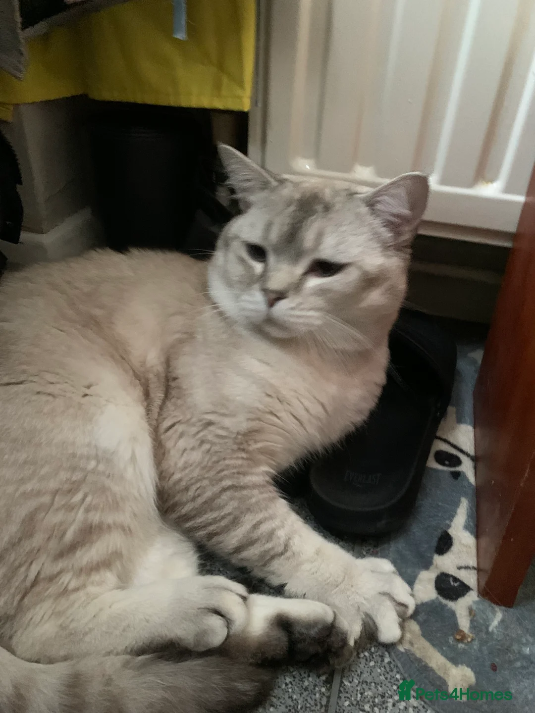 Scottish Fold cats for stud: Scottish Fold straight ears for STUD in Dartford - Advert 3