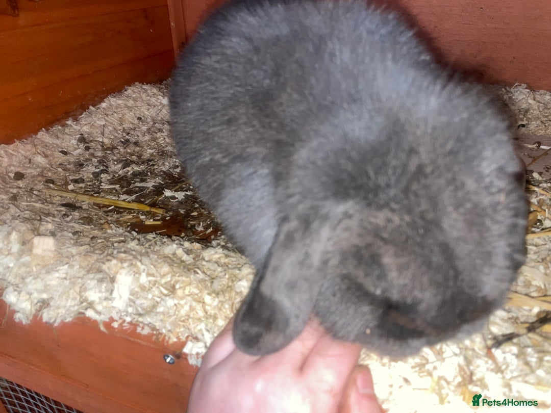 Dutch rabbits for sale: All mixed rabbits £60 each open to offers  - Advert 16