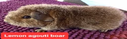 Guinea Pig rodents for sale: Rex sows/boars, Aby, cali guinea pigs. - Advert 4