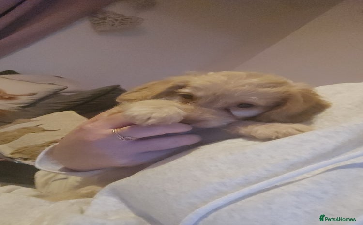 Cockapoo dogs - Advert 4