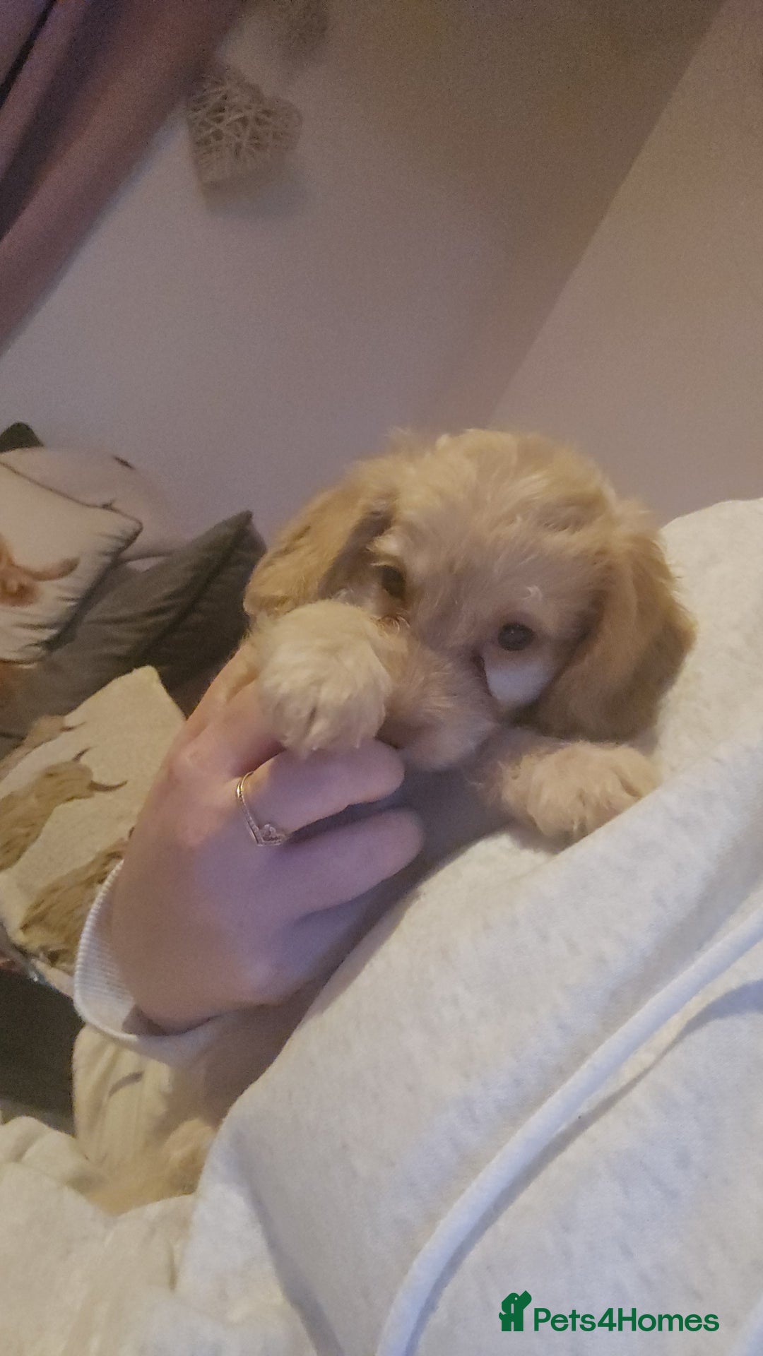 Cockapoo dogs for sale: Beautiful cockerpoos  - Image 1