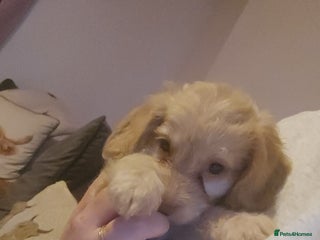 Cockapoo dogs - Advert 2