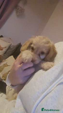 Cockapoo dogs - Advert 4