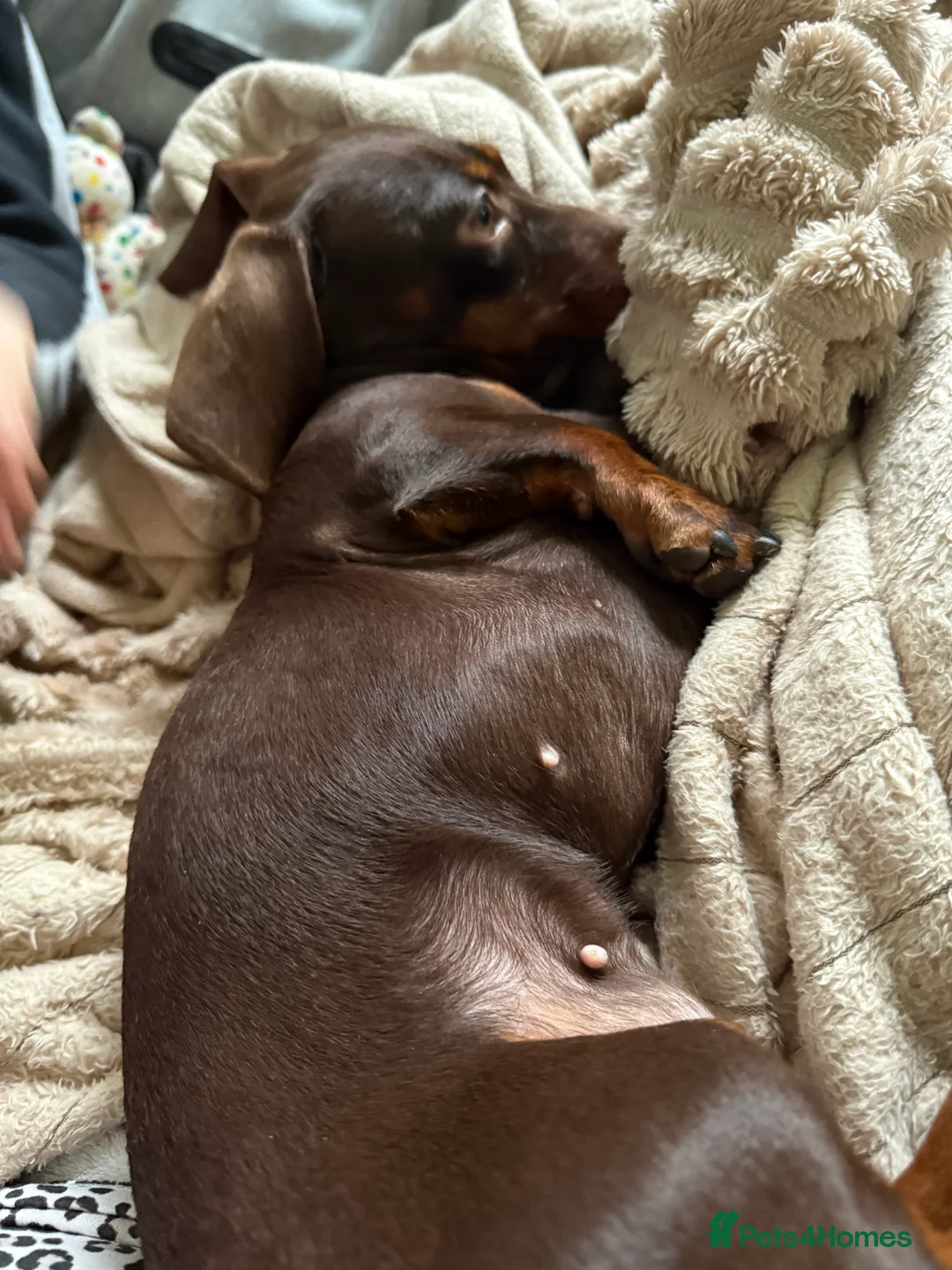 Miniature Dachshund dogs for sale: Miniature dachshund  in Purley - Advert 2