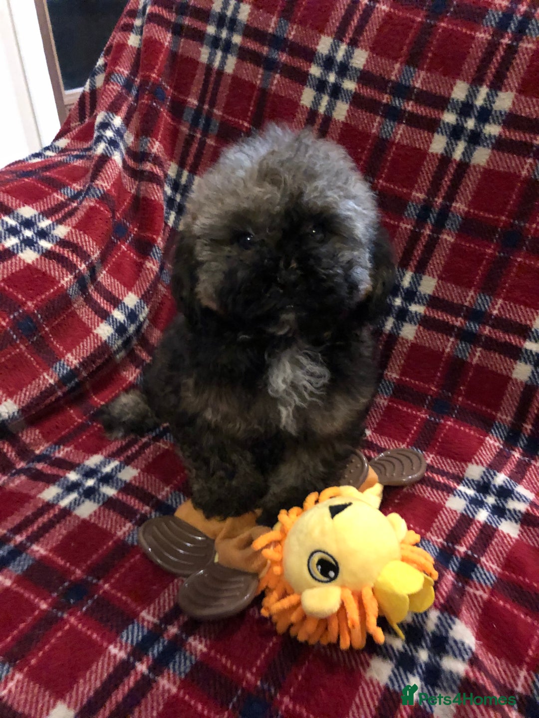 Shihpoo dogs for sale: shihpoo puppies for sale  - Advert 7