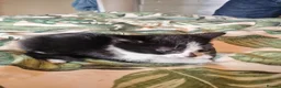 Mixed Breed cats for sale: Stunning litter of kittens - Advert 12