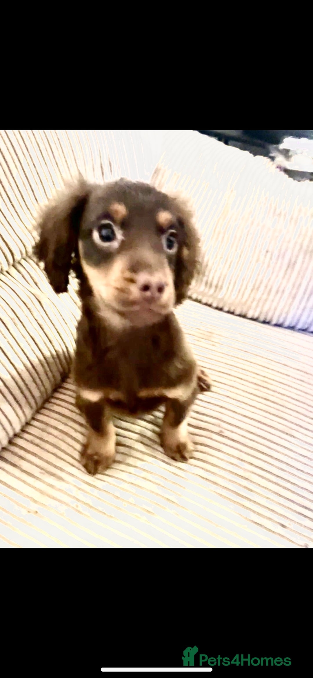 Cockapoo dogs for sale: Amazing choc cockerpoo pups for sale READY NOW  - Advert 11