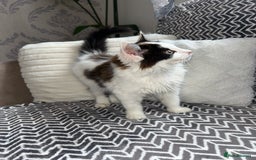 Mixed Breed cats for sale: Chocolate black and white kitten  - Image 10