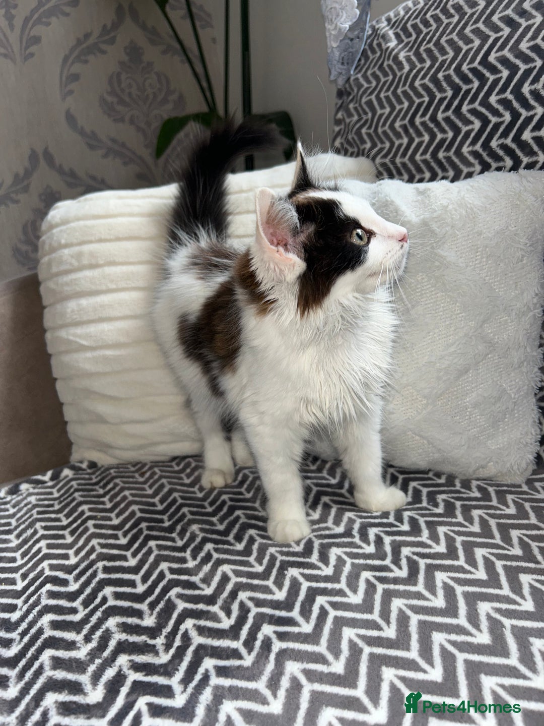 Mixed Breed cats for sale: Chocolate black and white kitten  - Image 10