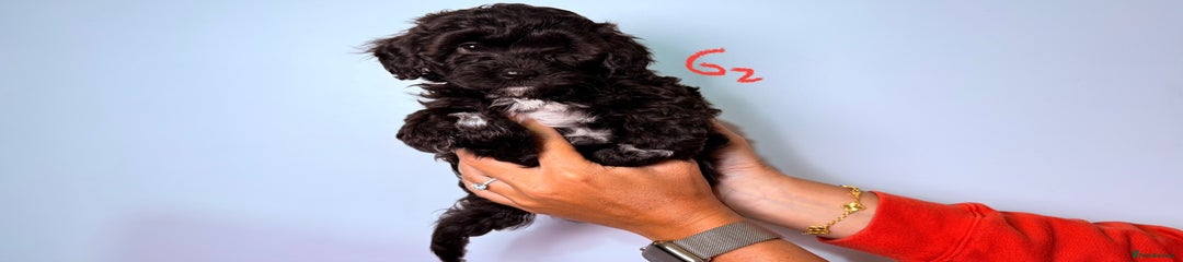 Maltipoo Girl 2