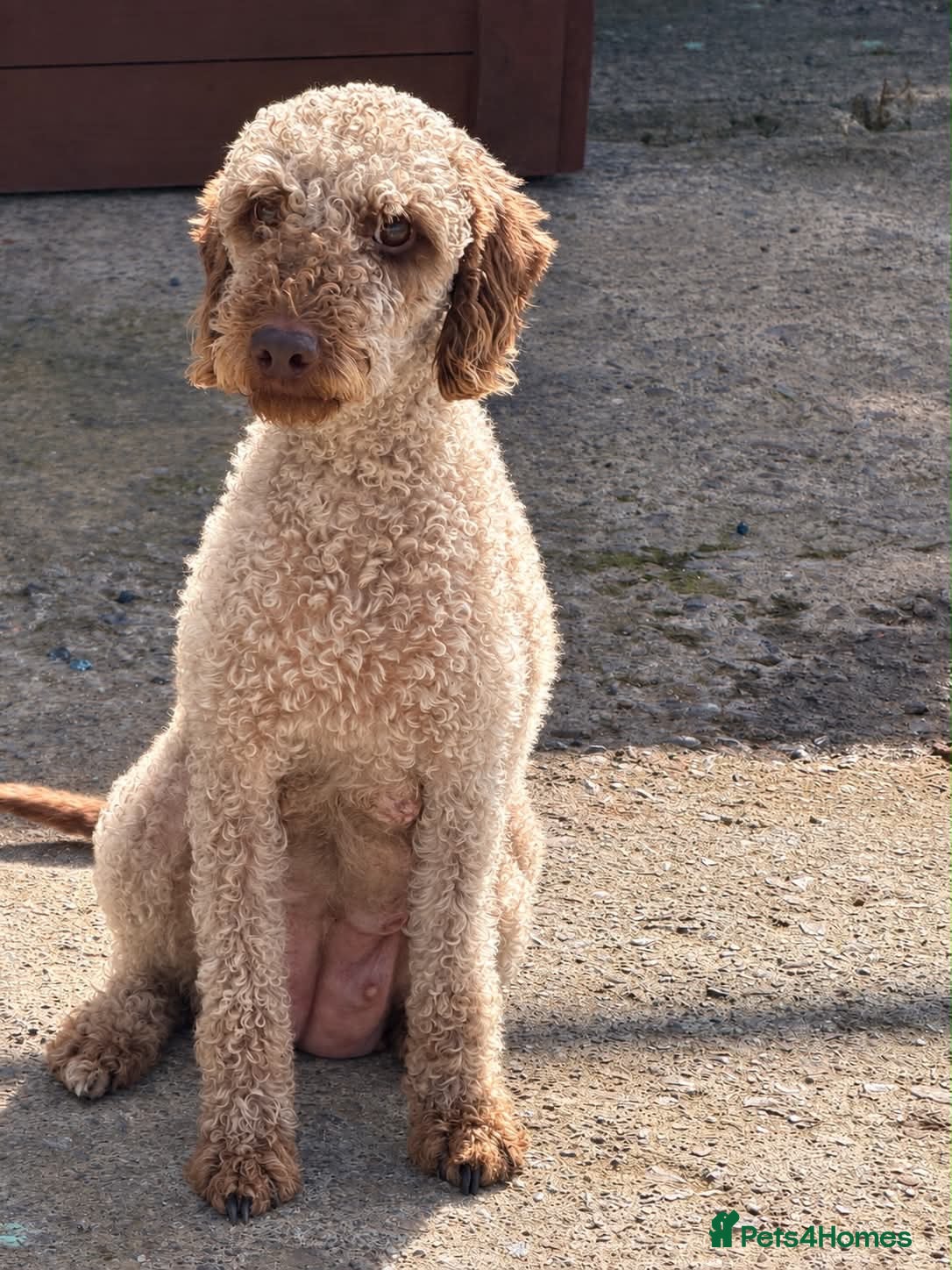 Mixed Breed dogs for sale: Bedlington whippet - Advert 1