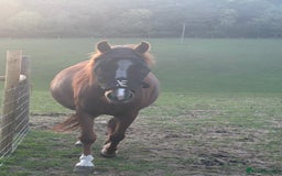 Welsh Section A horses for sale: Gorgeous chestnut mare  - Image 2