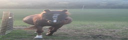 Welsh Section A horses for sale: Gorgeous chestnut mare  - Advert 2