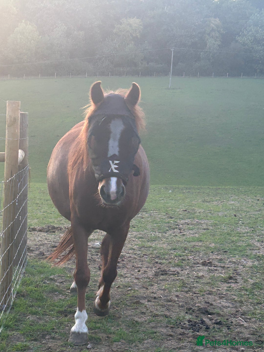 Welsh Section A horses for sale: Gorgeous chestnut mare  - Image 2
