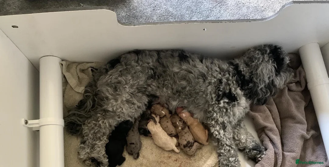 Miniature Poodle dogs for stud: Miniture Poodle for stud - SHORT NOTICE AVAILABLE in Coalville - Advert 27