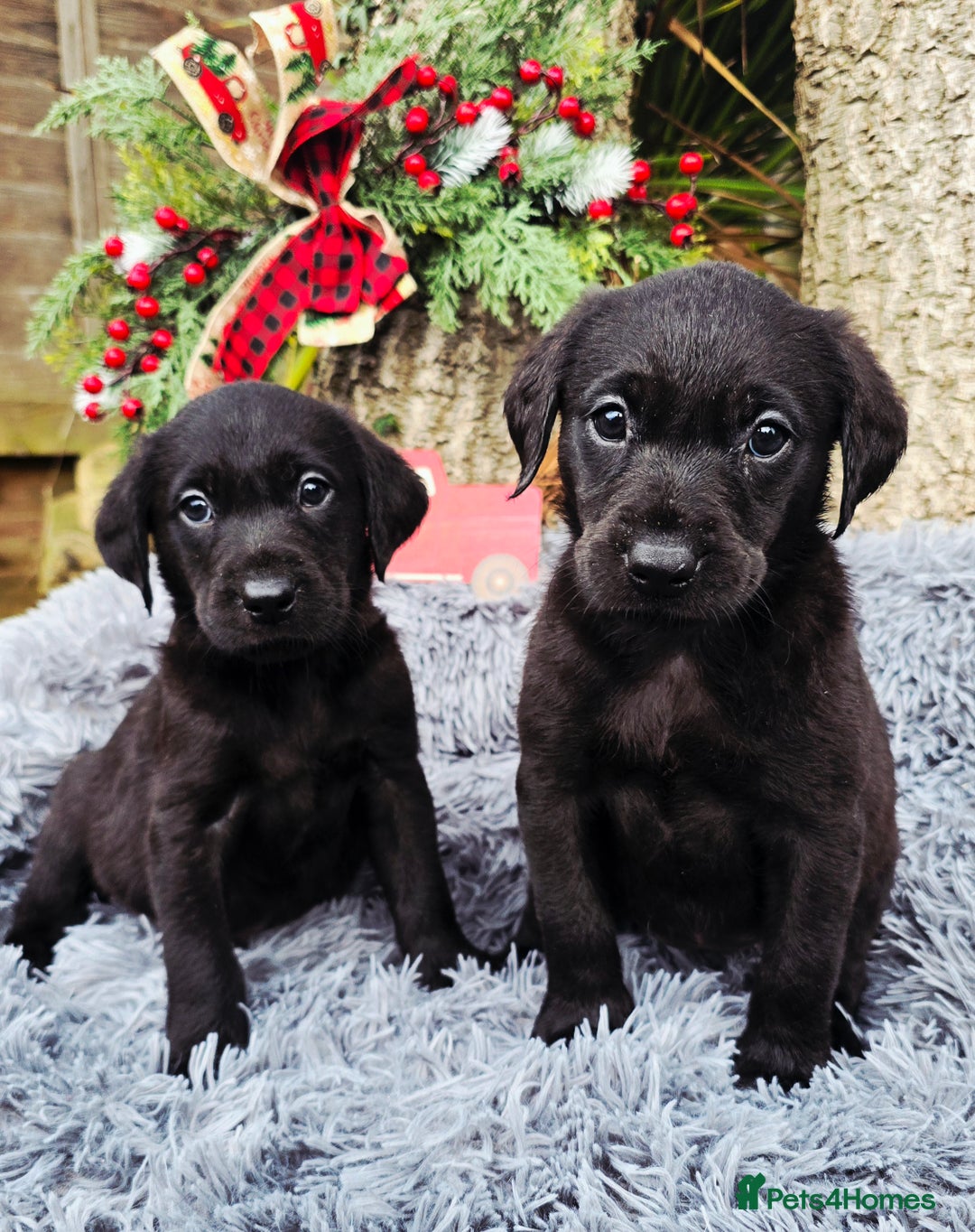Labrador Retriever dogs for sale: *Beautiful KC, Dna clear labrador retriever pups* - Advert 7