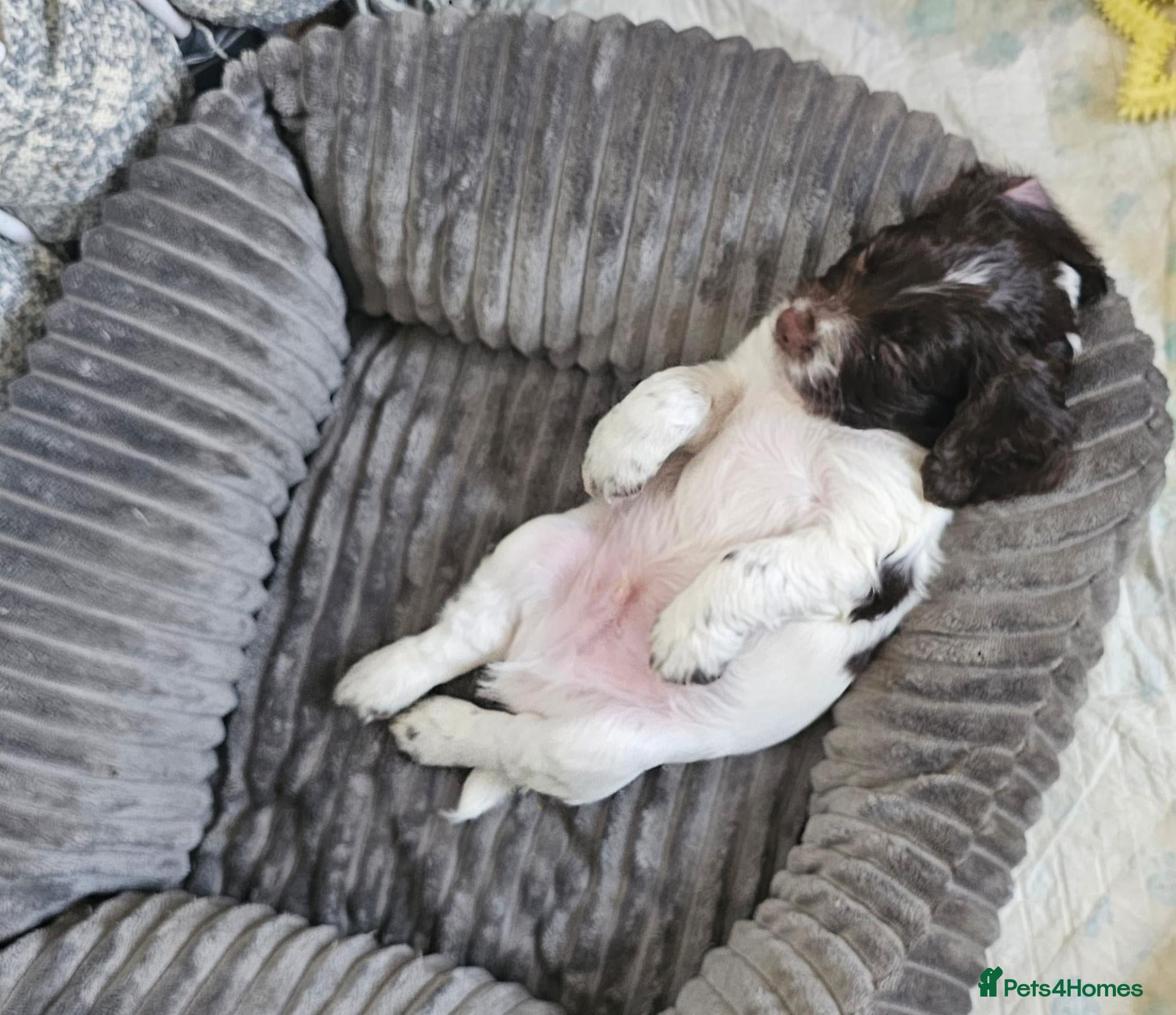 Cocker Spaniel dogs Liver white cocker spanie male - Advert 10