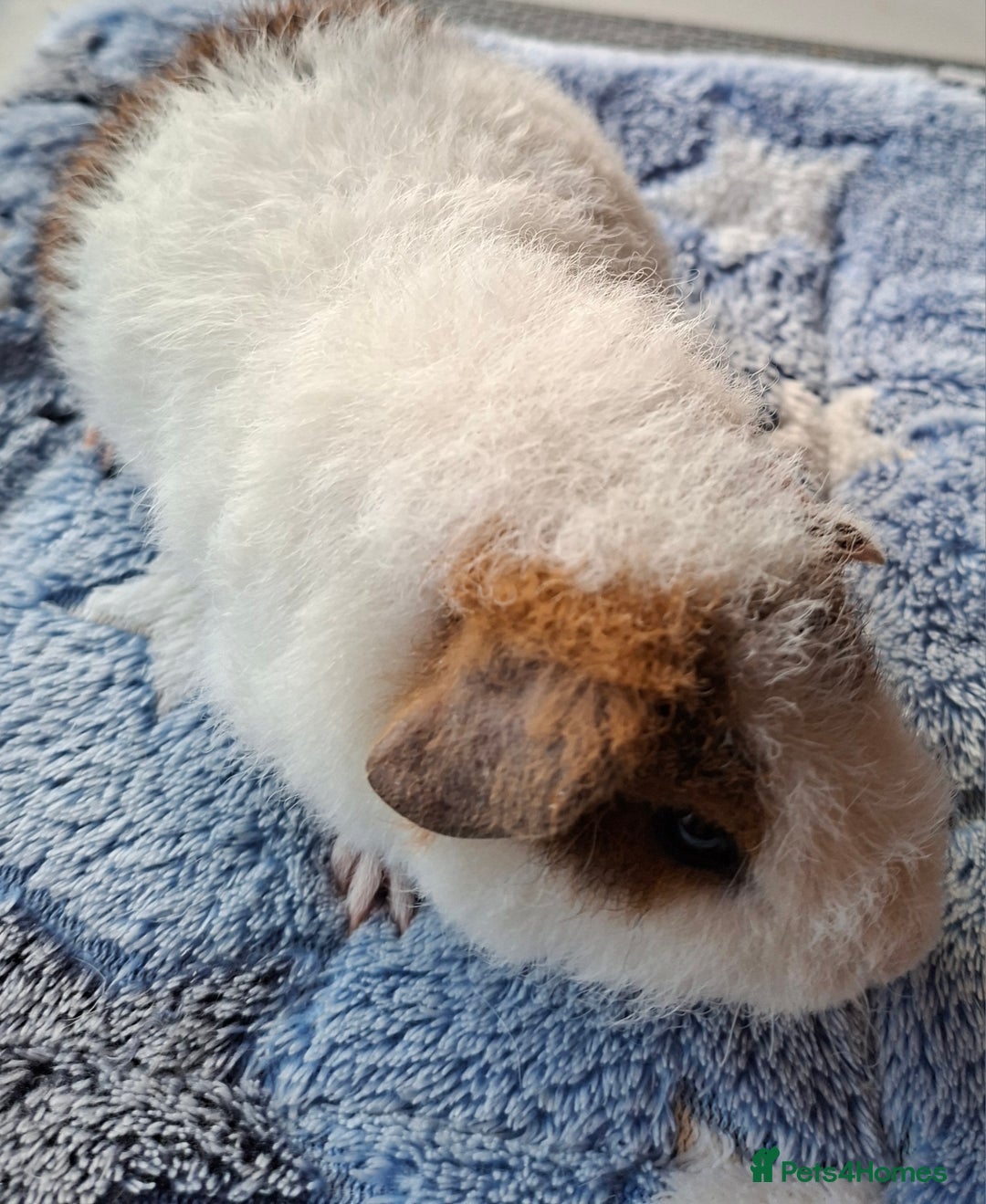 Guinea Pig rodents for sale: Gorgeous male and female Pure Teddy Guinea pigs  - Advert 5