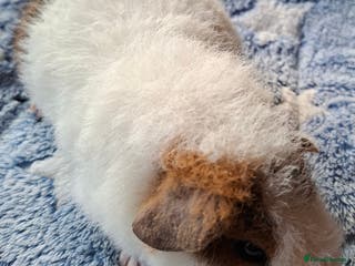 Guinea Pig rodents Gorgeous male and female Pure Teddy Guinea pigs - Advert 12