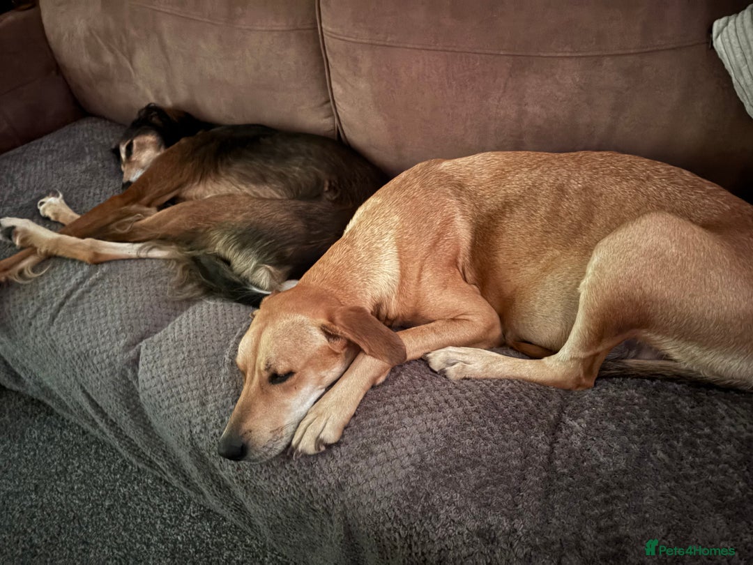 Mixed Breed dogs for sale: Saluki Bull Grey Puppies  - Image 5
