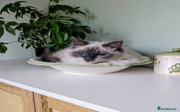 Ragdoll cats for sale: Beautiful ragdoll 9 months kitten - Image 6
