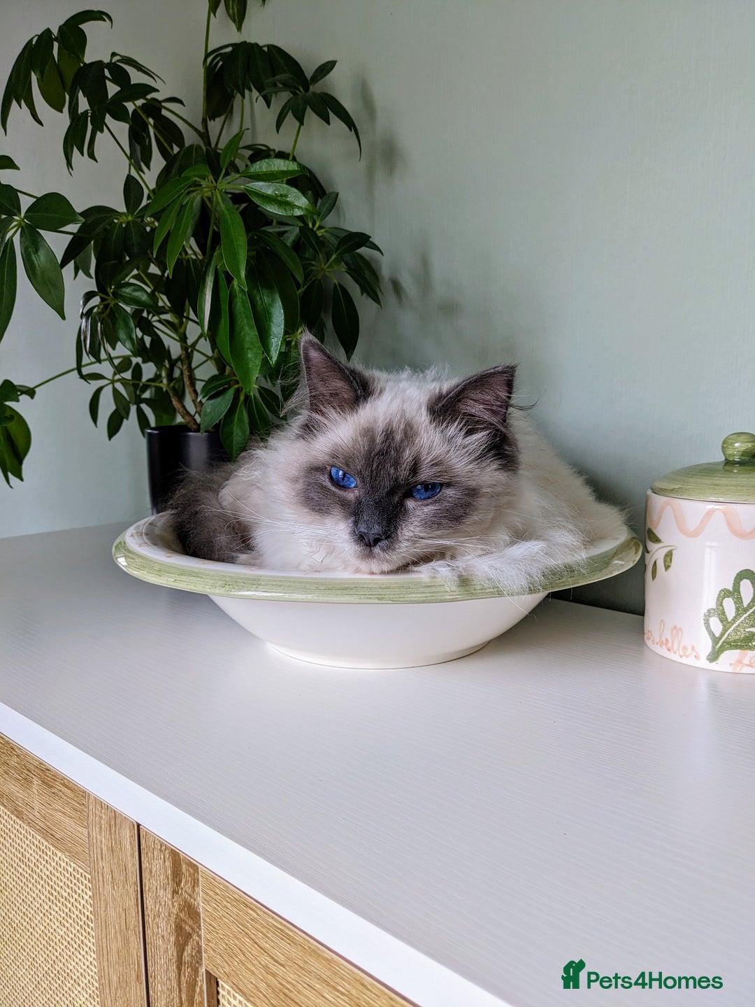 Ragdoll cats for sale: Beautiful ragdoll 9 months kitten - Image 6