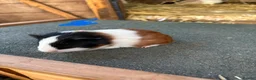 Guinea Pig rodents for sale: Guinea pigs to be reserved  - Advert 4