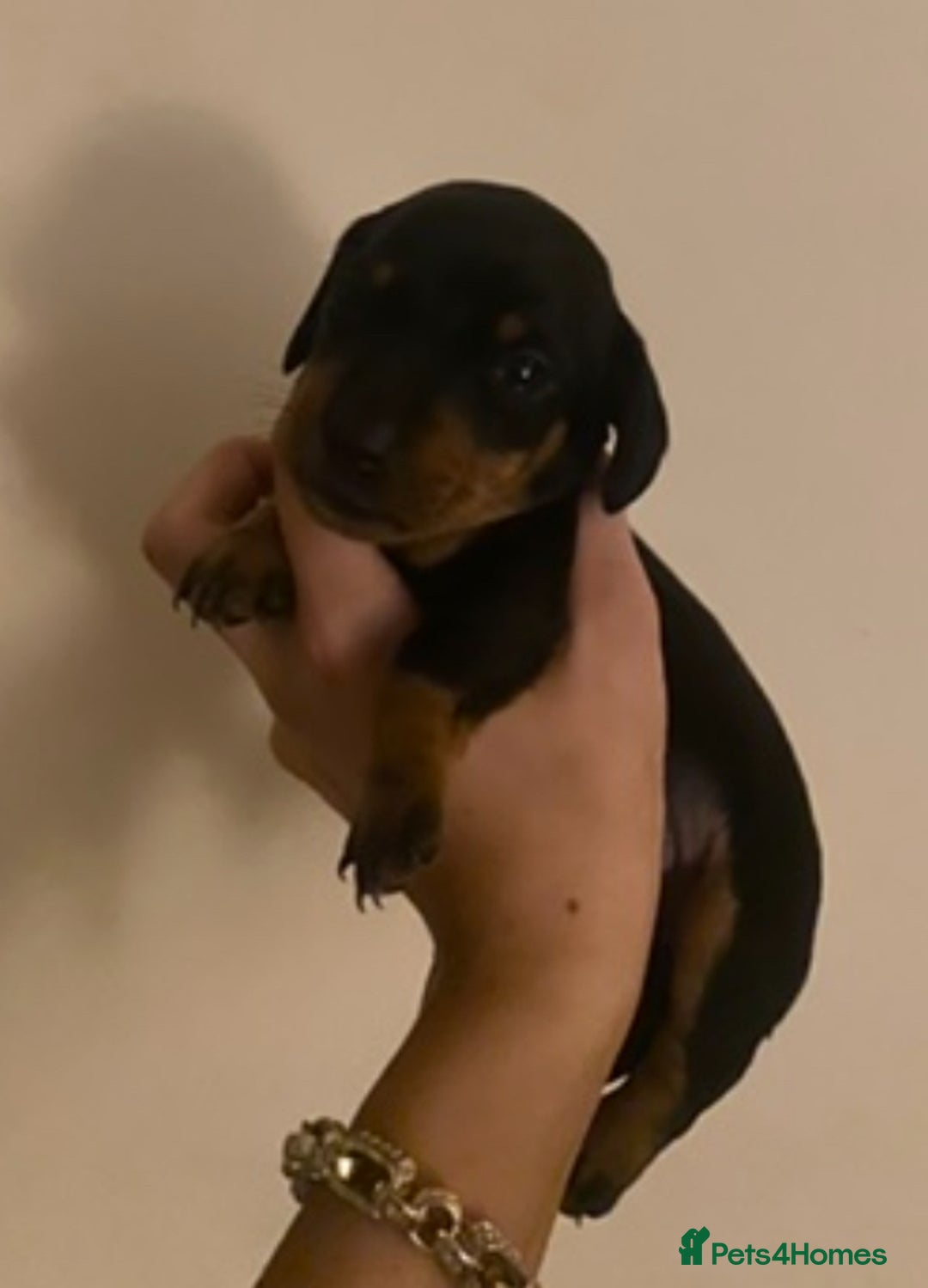 Dachshund dogs for sale: 4 Dachshund puppies for sale  - Advert 14