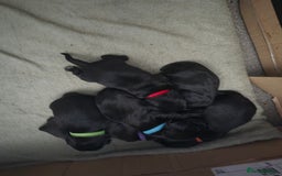 Mixed Breed dogs for sale: Pugapoo - Image 4