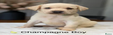 Labrador Retriever 4