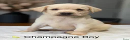Labrador Retriever dogs for sale: Health tested yellow/champagne Labrador puppies - Advert 21