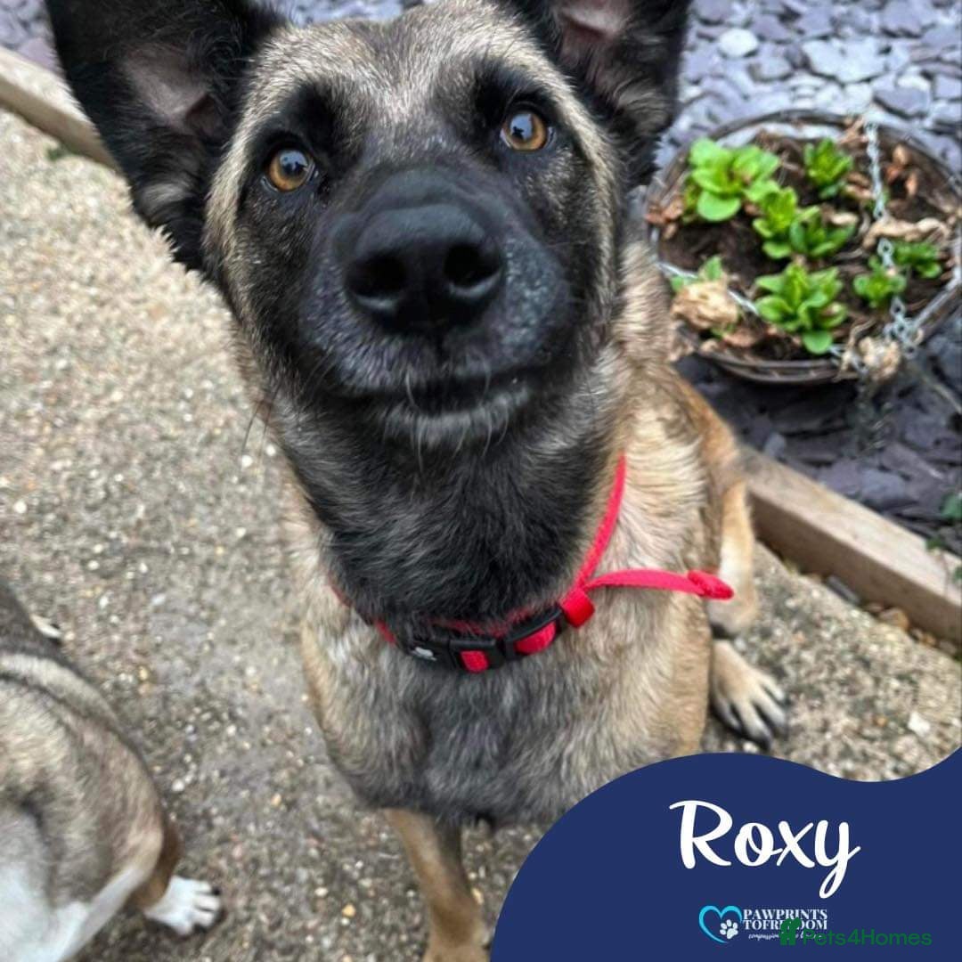 Mixed Breed dogs Meet Roxy, currently residing in Cheshire in Nantwich - Advert 2