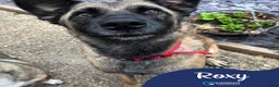 Mixed Breed dogs for adoption: Meet Roxy, currently residing in Cheshire in Nantwich - Advert 1