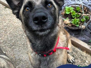 Mixed Breed dogs in Nantwich - Advert 11