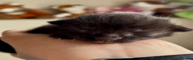 Domestic Shorthair Kitten 2