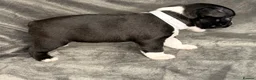 Boston Terrier dogs for sale: Bostixon KC Registered Boston Terrier Puppies - Advert 10