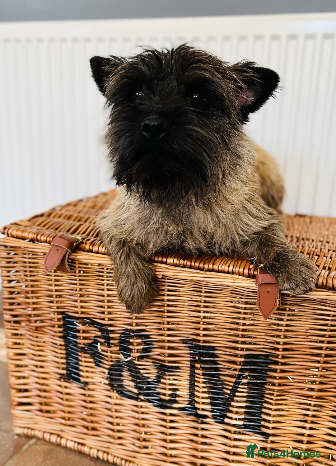 Cairn Terrier dogs for stud: Stunning kc reg CAIRN STUD in Doncaster - Advert 8